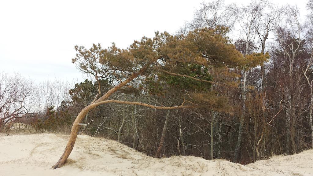 Ramaus Poilsio Apartamentai Palanga Oda fotoğraf